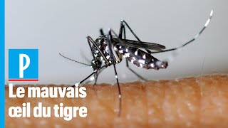 Moustique-tigre :  «  Cet insecte peut transmettre des maladies arboviroses »