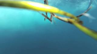 TrollPro Underwater