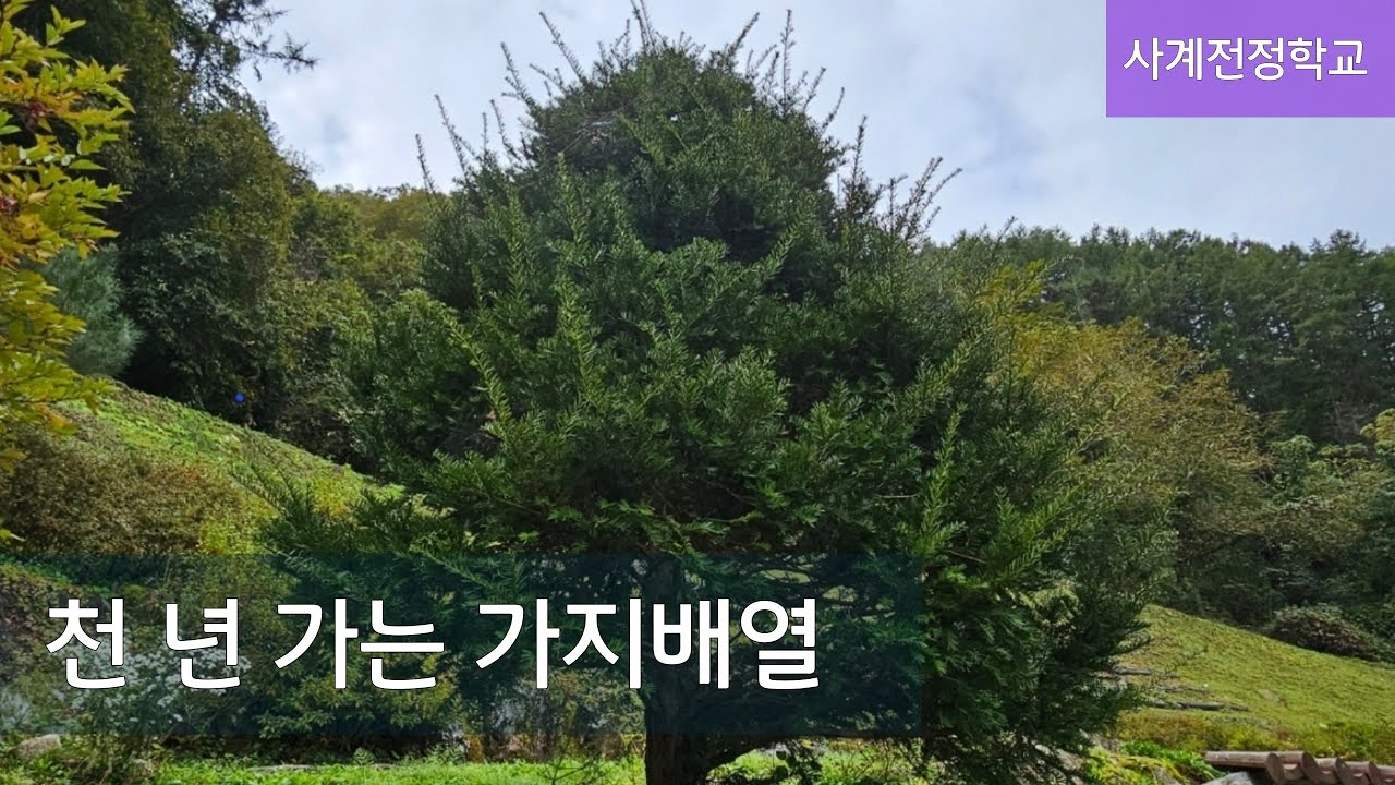 주목 천 년 가는 가지배열  #145사계전정학교 23 10