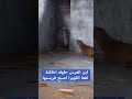 شاهد ابن العرس أصبح فريسه لأفعا الكوبرا Shorts الربح من اليوتيوب 