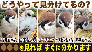 [Can you enjoy more videos?] We will show you how to identify hand sparrows all at once!! by クロヒナチャンネル 3,391 views 1 month ago 4 minutes, 25 seconds