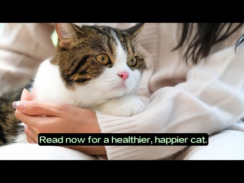 Care for Your Cat in Your 30s