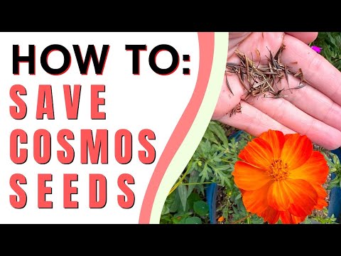 Video: Cosmos Flower Seed Collection - Cách Thu Hoạch Hạt Giống Từ Cosmos