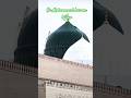Ya Mohammed Karam kijiye | Beautiful Kalam 💓| Fun With Azhar #islamicshorts #trendingshorts #shorts