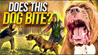 ThebHulk life: Does this dog bite...