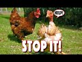 CHICKEN PECKING ORDER Problems That You Can Overcome! 10 Sickness & Pecking Signs To Watch Out For!