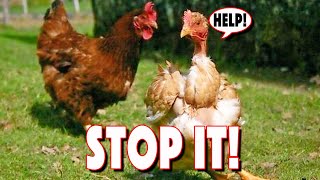 CHICKEN PECKING ORDER Problems That You Can Overcome! 10 Sickness & Pecking Signs To Watch Out For!