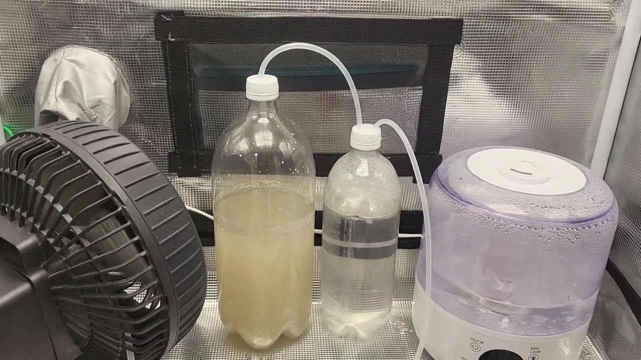 The Lone Seed Project #4 Mendo Purps in the Tent!