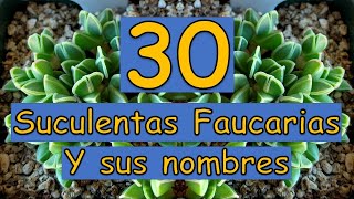 🎍 30 Suculentas Faucarias y sus nombres 🎍