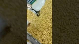 Frozen corn sorting