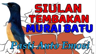 SIULAN DAN TEMBAKAN MURAI BATU✅✅ auto emosi murai batu kalau begini❗❗