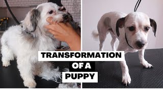 HOW TO GROOM A SUPER SCARED DOG | RURAL DOG GROOMING by Rural Dog Grooming 632 views 11 months ago 35 minutes