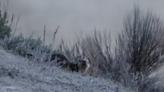 good morning at the office! otter out for a morning swim