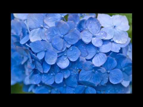 American Hydrangea Society Garden Tour by Hazel Be...