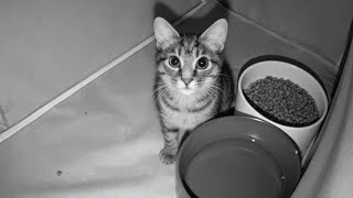 I Built Shelters For Stray Cats What The Cameras Captured Broke My Heart