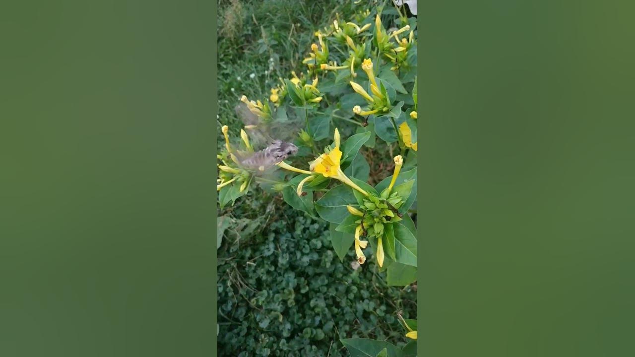 Вражаюча природа. Величезні нічні метелики на нічних квітах. - YouTube
