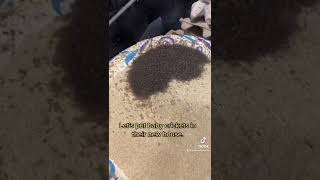 Baby crickets moving in! 🦗