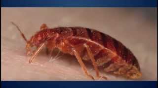 Pest Control in Las Vegas (702)919-7378 Surrounding Area Summerlin & Henderson