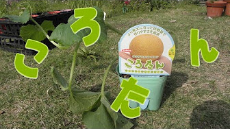 ころたん ミニメロン 栽培日記 Youtube ころたん ミニメロン 栽培日記 Youtube