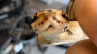 Awesome New Snake From Beast Morphs - Unboxing