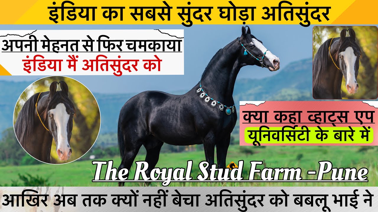 देखिए इंडिया का सबसे सुंदर घोड़ा अतिसुंदर अपनी मेहनत से फिर चमकाया अतिसुंदर को !