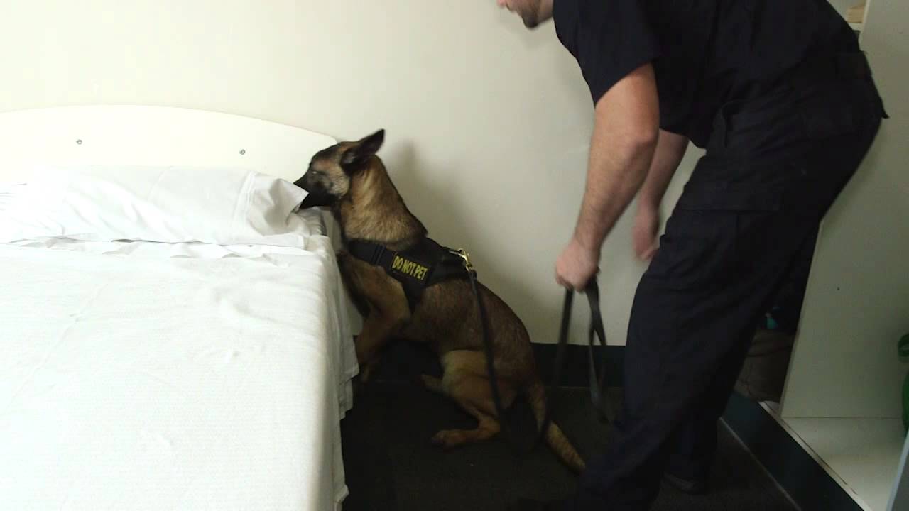 Drug Detector Dog Initiative YouTube