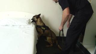 Download Drug Detector Dog Initiative Video MP3 Drug Detector Dog Initiative