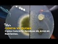 Ciencia vs. Quema: Como Convertir Residuos de Arroz en Nutrientes - TvAgro por Juan Gonzalo Angel