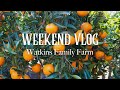 WEEKEND VLOG | Watkins Family Farm, Mandarin Picking