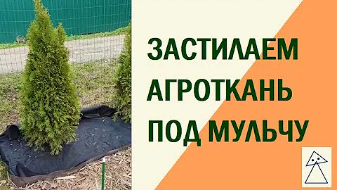Как положить агроткань вокруг туи под мульчу?