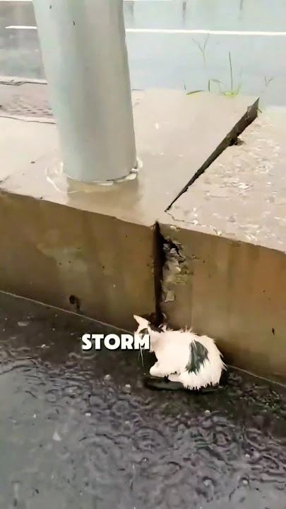 Soaked, Scared,alone…#CatRescue #StrayToSafe #WhiskerPop #AnimalLove #ytShort #PetStory #RescueCat