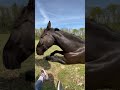 #shorts #funnyhorse #horsememes #2026 #animalchaos #equinehumor #derp #horsefails