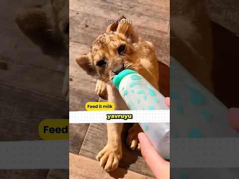 Yıllar Sonra Buluşan Aslan Ve Kurtarıcısı İşte O An 