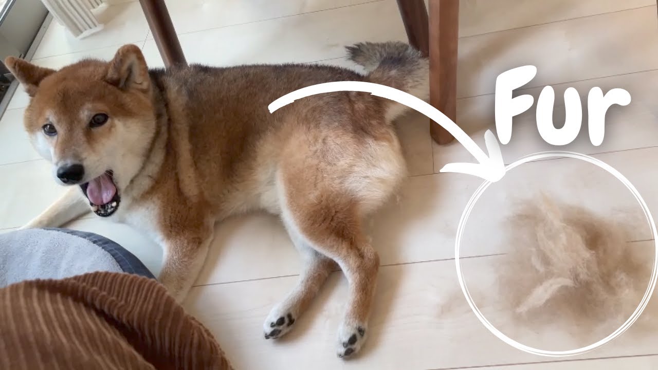 Shiba Inu's Amazing Shedding Season YouTube