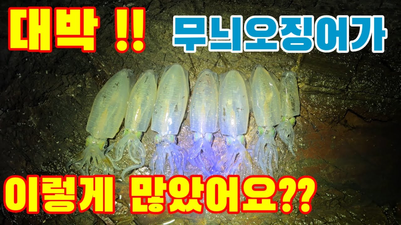 도보 무늬오징어낚시!! 사이즈 좋고~!! 마릿수도 좋고~!! 대박입니다 !!