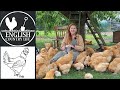 Our Breeding with Broody Hens Season