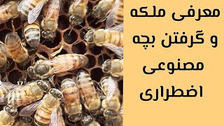 آموزش زنبورداری: معرفی ملکه کاسپین به کلنی کاملا یهویی و توی بدترین شرایط ممکن هانی لند