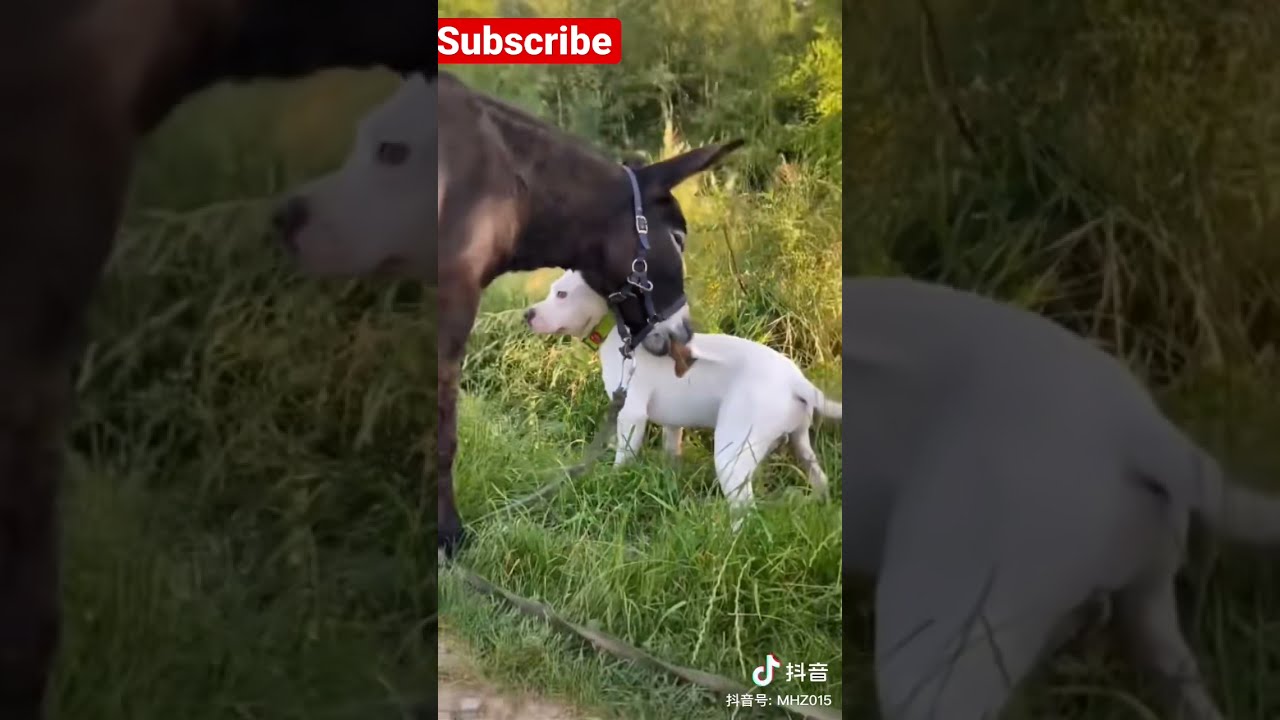 Donkey Bites Dog 
