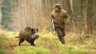 Excellent hunting for wild boar. video collection of good shots