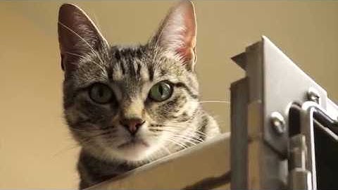 Animal Services FAQ Series - Adoption