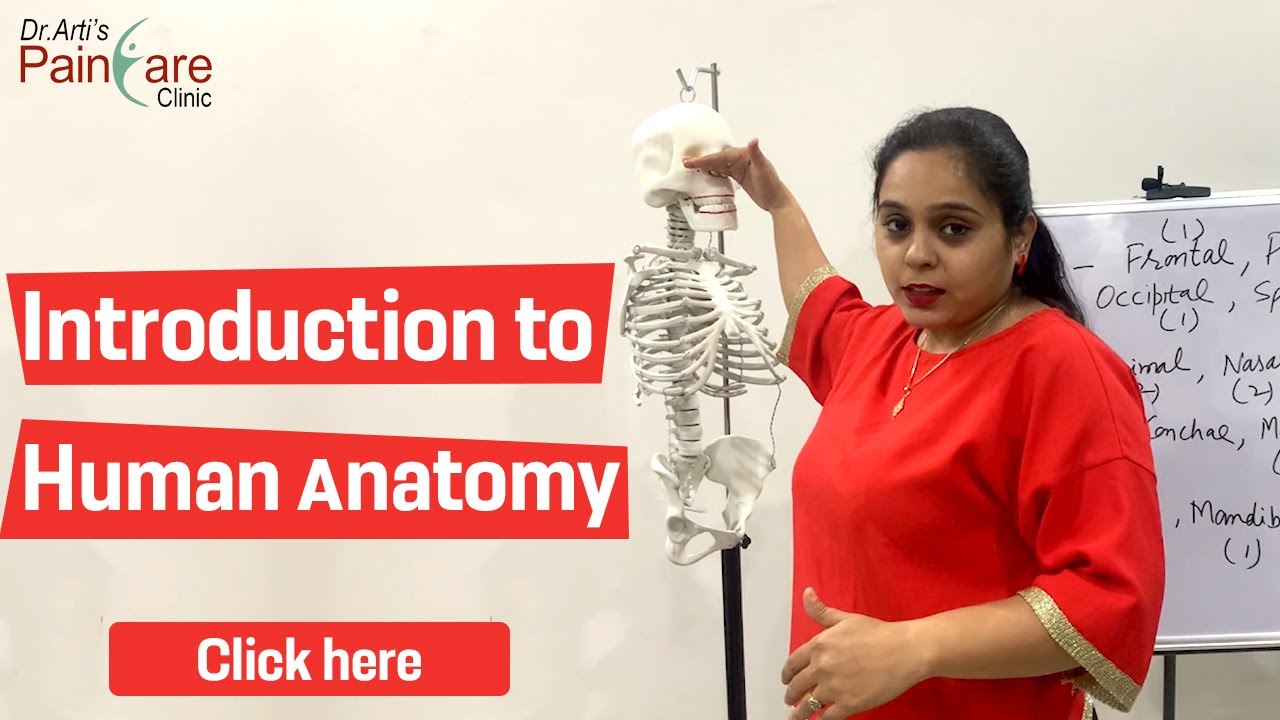 Introduction to human anatomy in hindi | Skeleton | Dr Arti Sharma pain care clinic