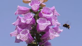 Foxglove flowers in time-lapse and real time - UHD 4K