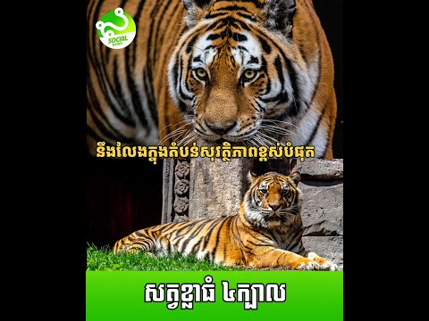 សត្វខ្លាធំ ៤ក្បាល ដែល​គ្រោងបញ្ជូនពី​ឥណ្ឌា មកកម្ពុជា នឹងត្រូវលែងក្នុងតំបន់​មួយ​ដែលមាន​សុវត្ថិភាព​ខ្ពស