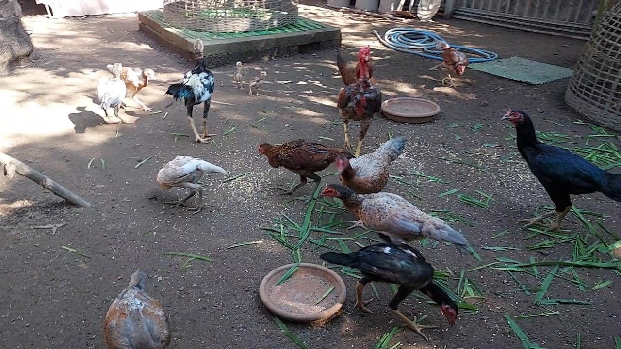 เล้าไก่ ธ.จันทรัตน์ 25/11/2568