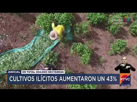 Cultivos de coca en Colombia alcanzas niveles históricos | RTVC Noticias
