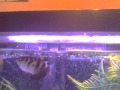 Archer fish spitting at moth
