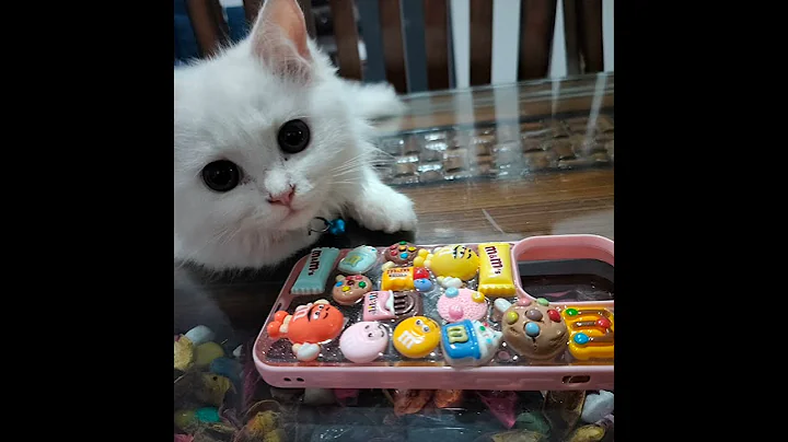 Video 10990901: cat kitten food, cat missing, cat vs cute, funny cat