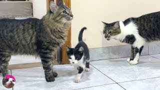 Reactions of rescued kittens to 10 big cats for the first time meeting