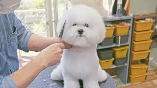 I love your round curly afro hair! (Bichon Frise puppy Grooming)