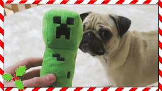 PUGS VS CREEPER!! | Vlogmas